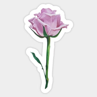 Pink Rose Sticker